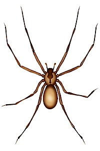 [Brown+Recluse+Spider.jpg]