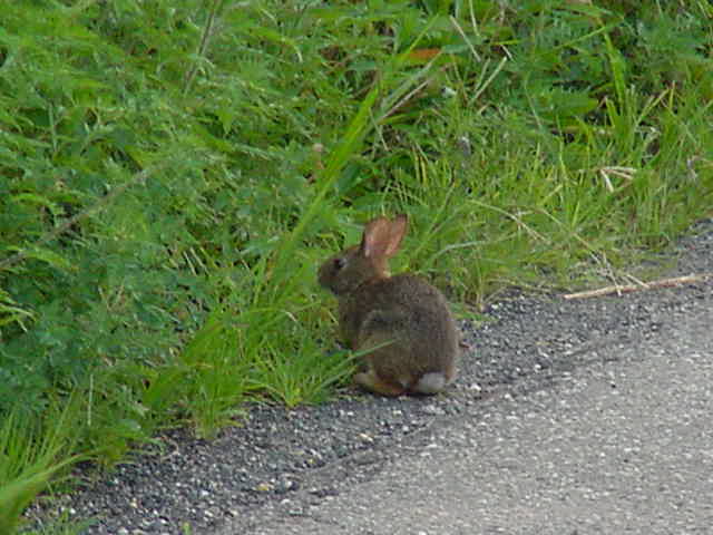 [July+30,2008++Rabbit.JPG]