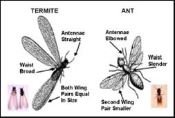 diagram of termite and ant