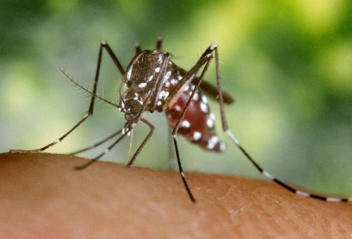 [mosquito-Aedes-aegypti.jpg]