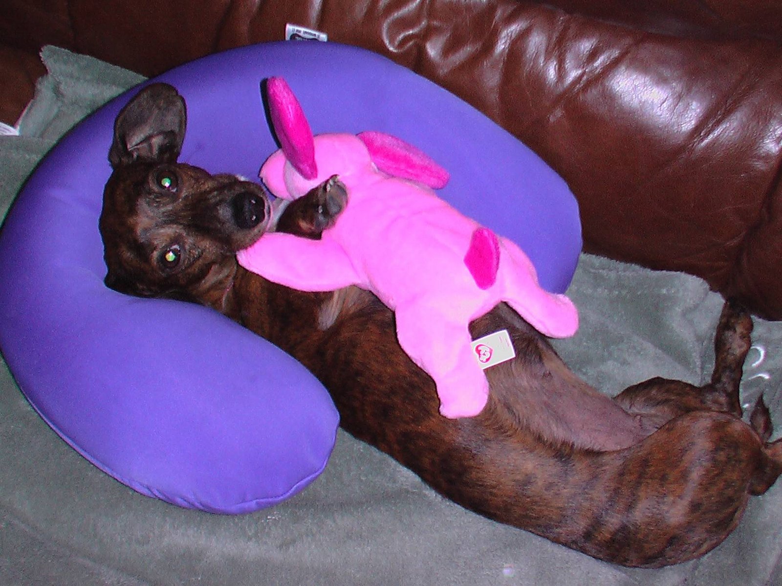[McKayla+and+her+pink+dog.jpg]