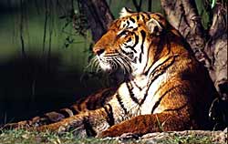 [indian-tiger.jpg]