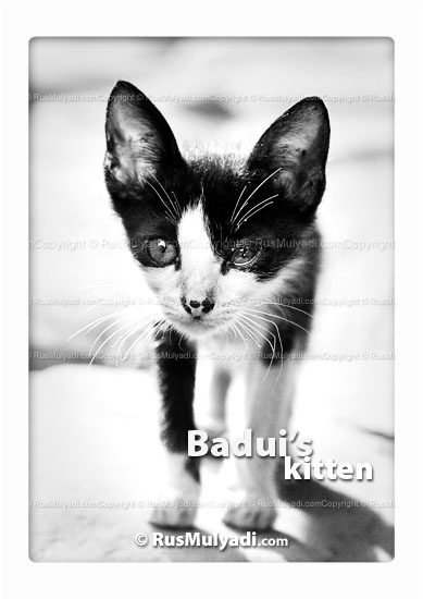 [badui+kitten+rusmulyadi+dot+com+web.jpg]