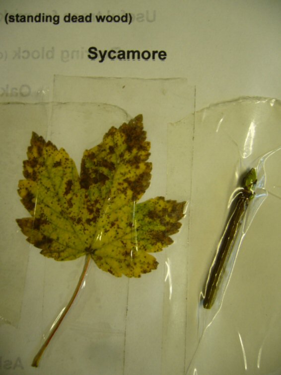 [Sycamore+leaf+and+bud.JPG]