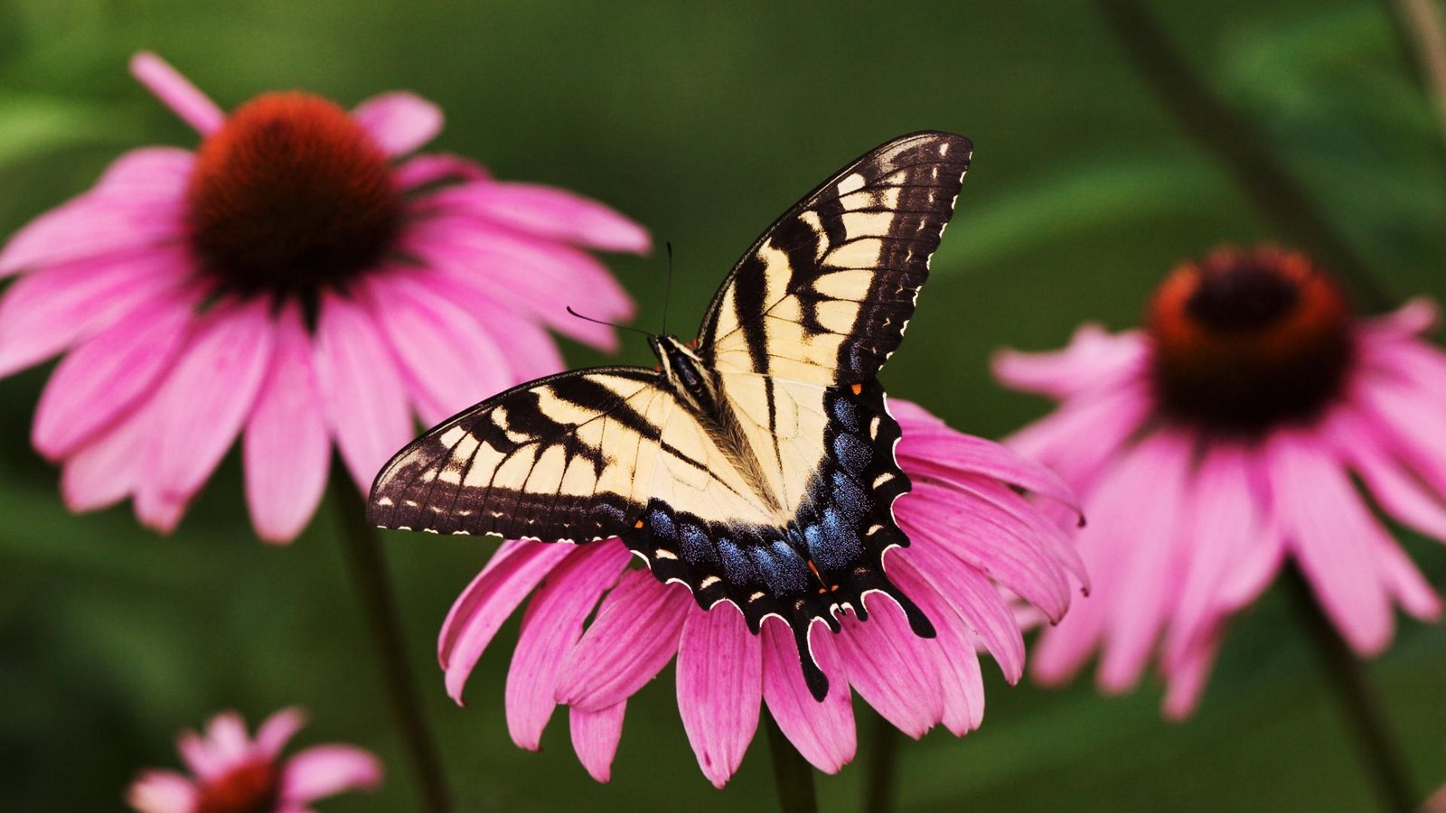 [Tiger+Swallowtail+Butterfly+on+a+Purple+Coneflower.jpg]