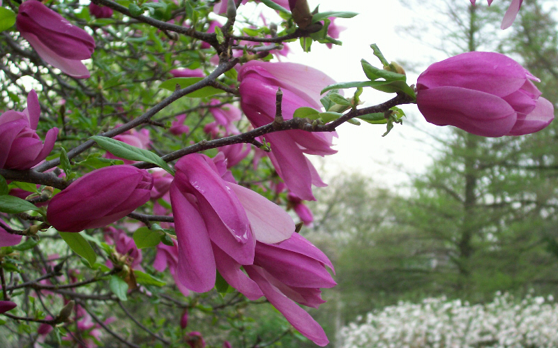 [purple+magnolia.jpg]