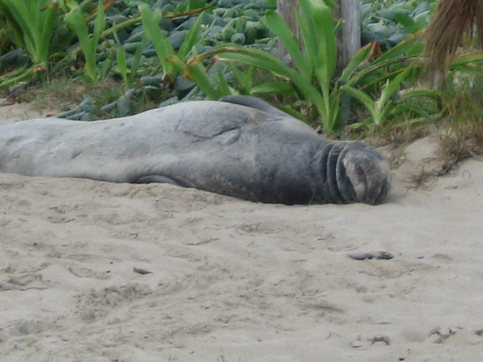 Chester, an Hawaiian monk seal on Kailua Beach
