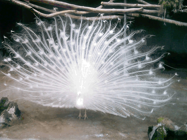 [white+peacock.gif]