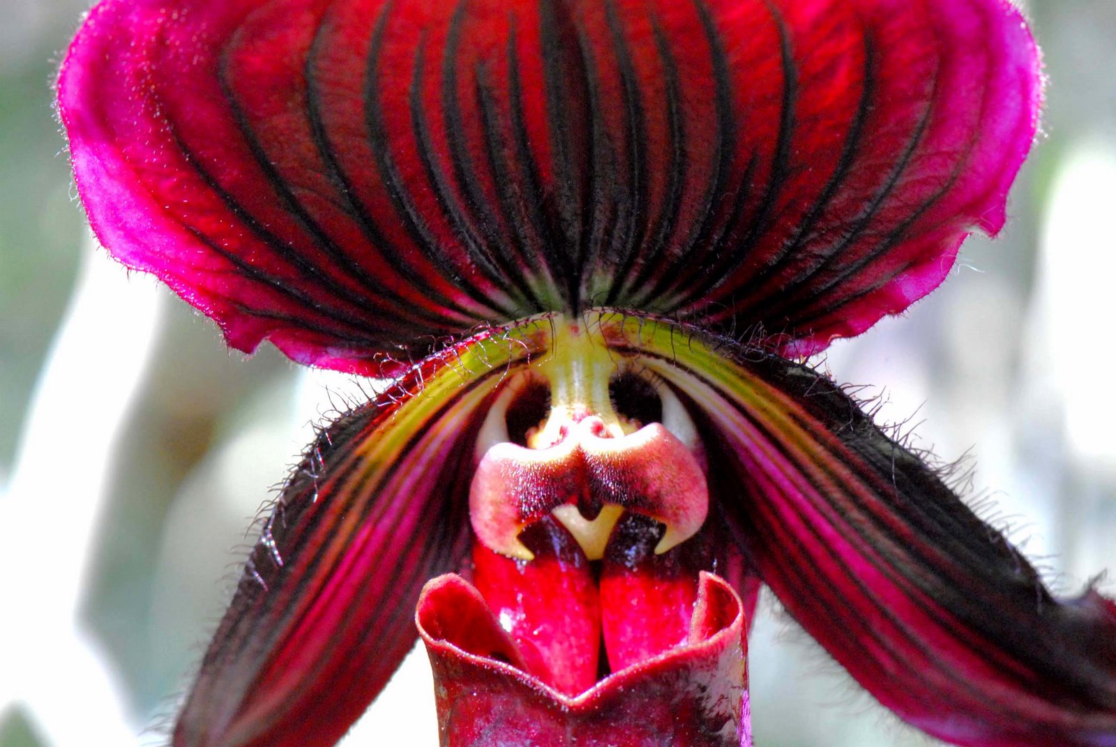 [maroon+orchid.jpg]