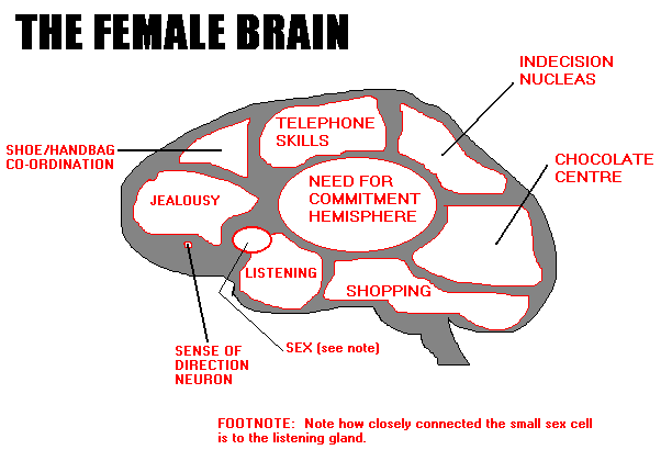 [female_brain.gif]