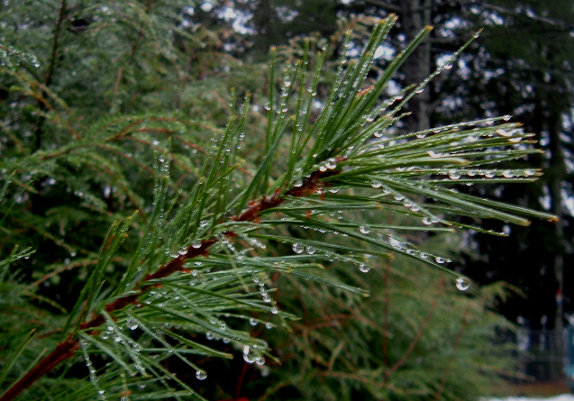 [Rainy+Pine+Bough.jpg]