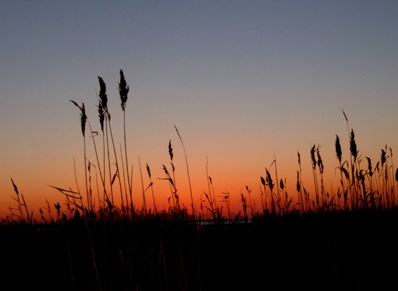[Sunset+Grasses.jpg]