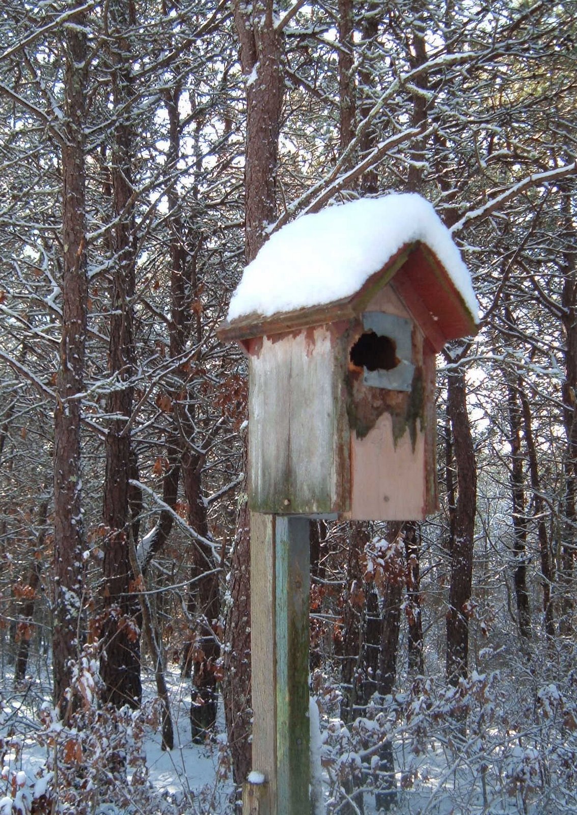 [Snow+on+Birdhouse.jpg]