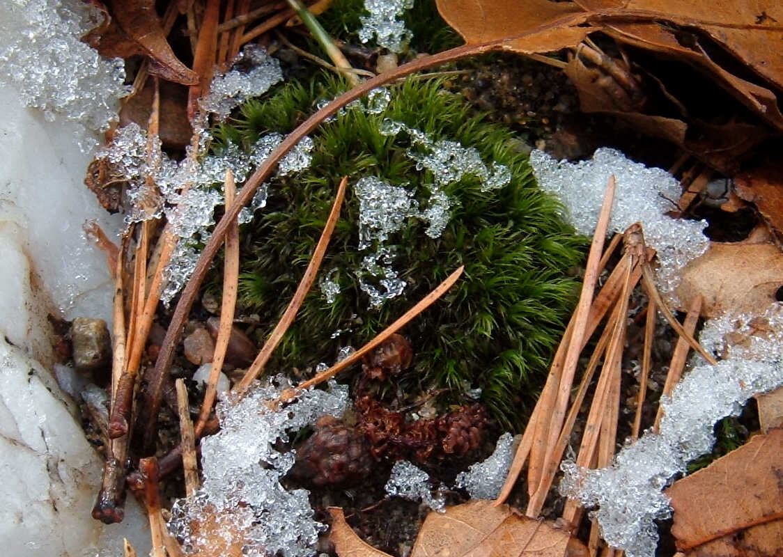 [Icy+Moss.jpg]