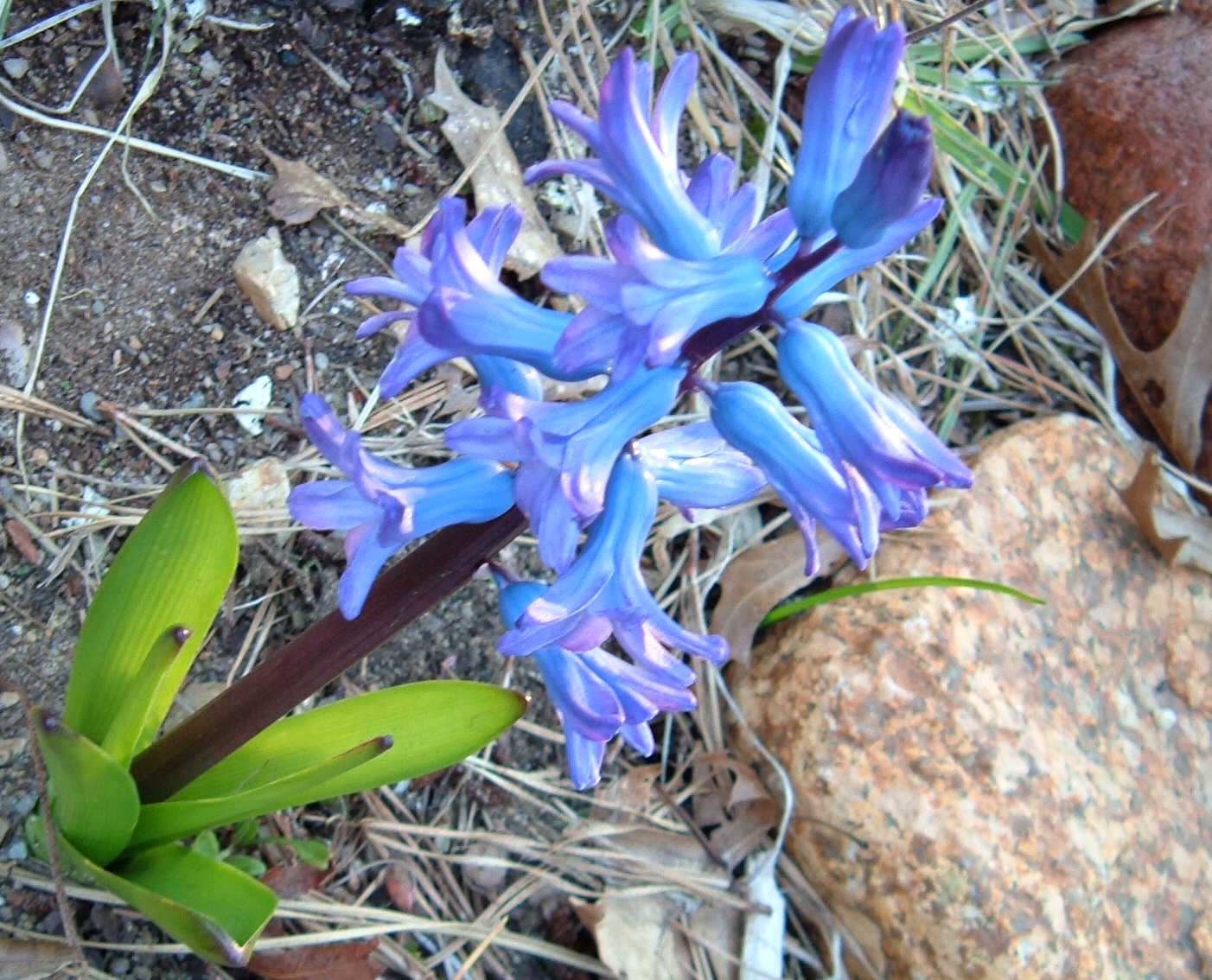 [Glowing+Hyacinth.jpg]