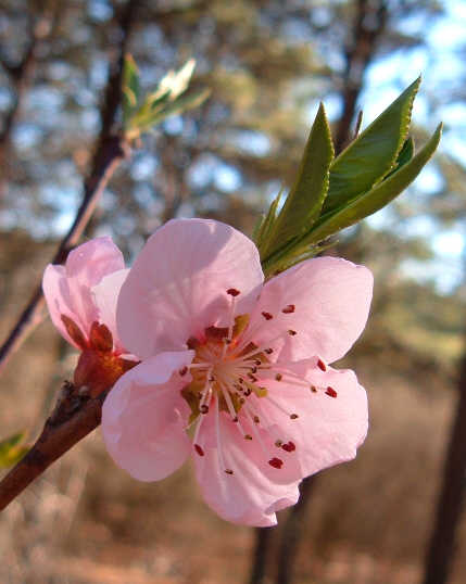 [Cherry+Blossoms+home.jpg]