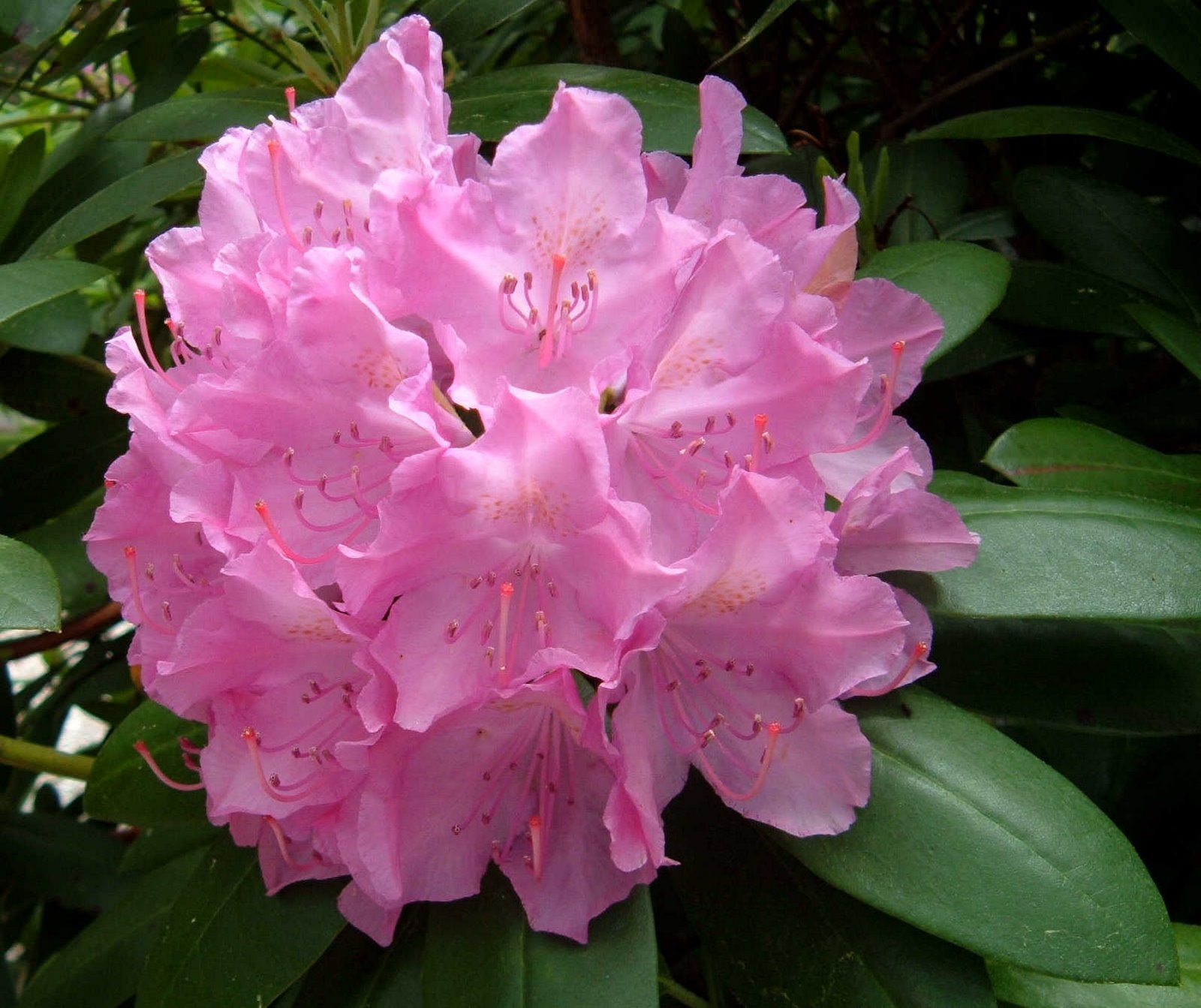 [Pink+Rhododendron.jpg]