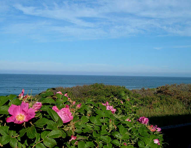 [Rosey+Ocean+View+with+Surfers+Waiting.jpg]