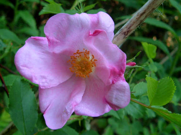 [Pink+Picotee+Rose.jpg]