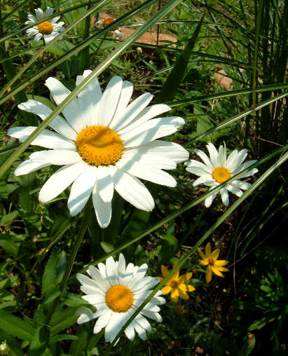 [Daisies+and+Grass.jpg]