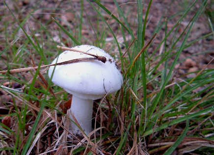 [White+Mushroom.jpg]