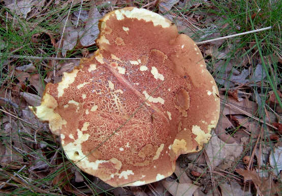[Pancake+Mushroom.jpg]