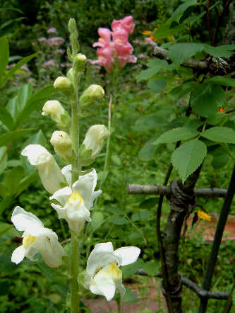 [White+Snapdragon+with+Pink.jpg]