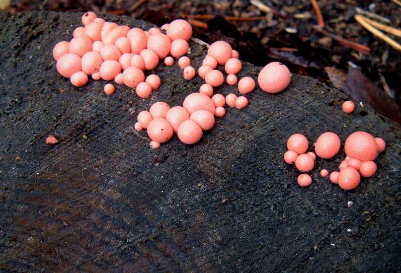 [Orange+Fungi.jpg]