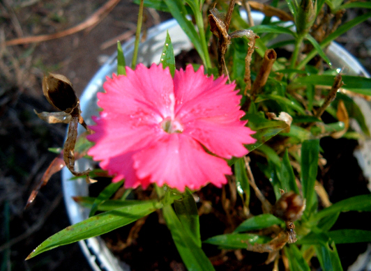 [Potted+Dianthus.jpg]