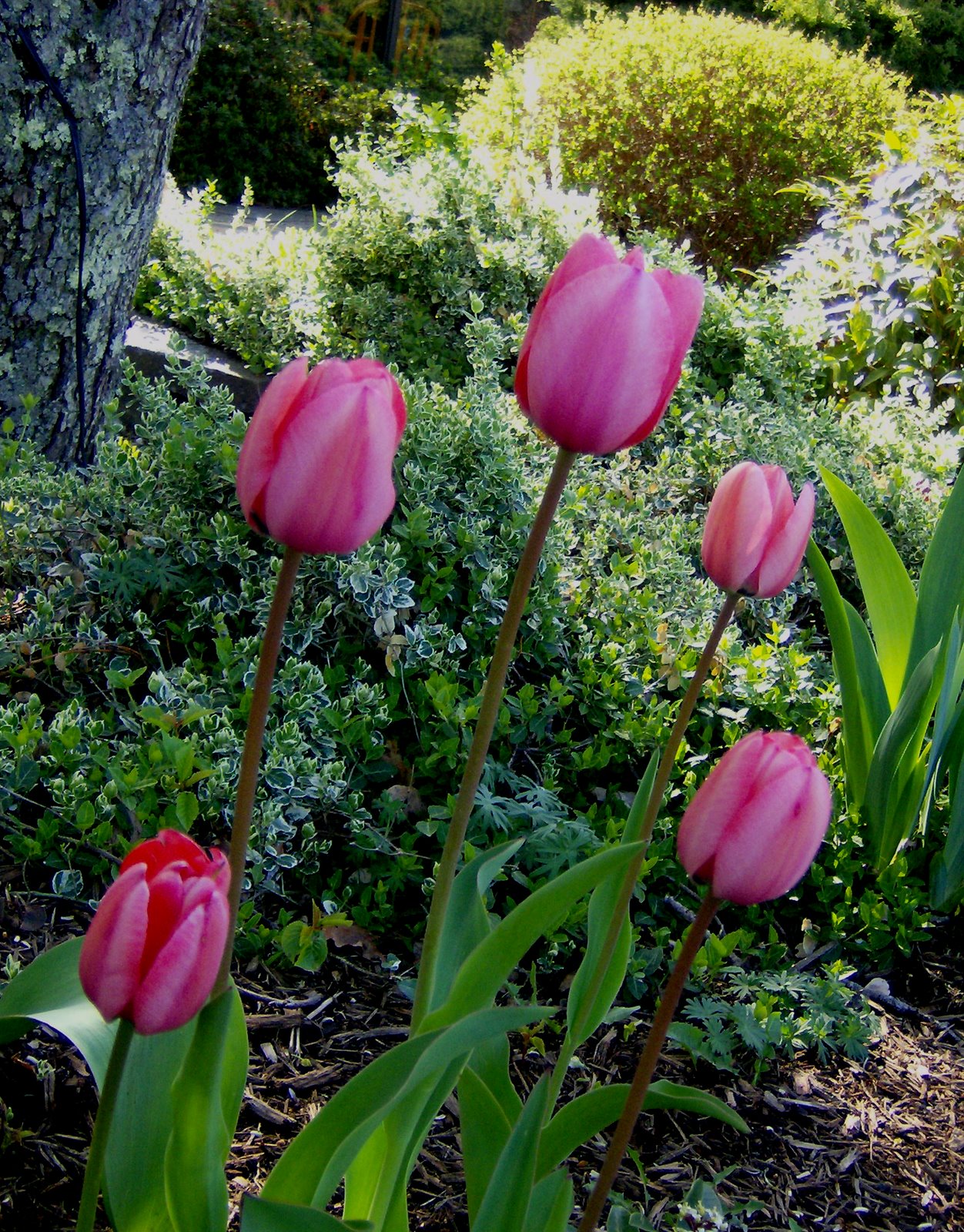 [Fancy+Pink+Tulips.jpg]