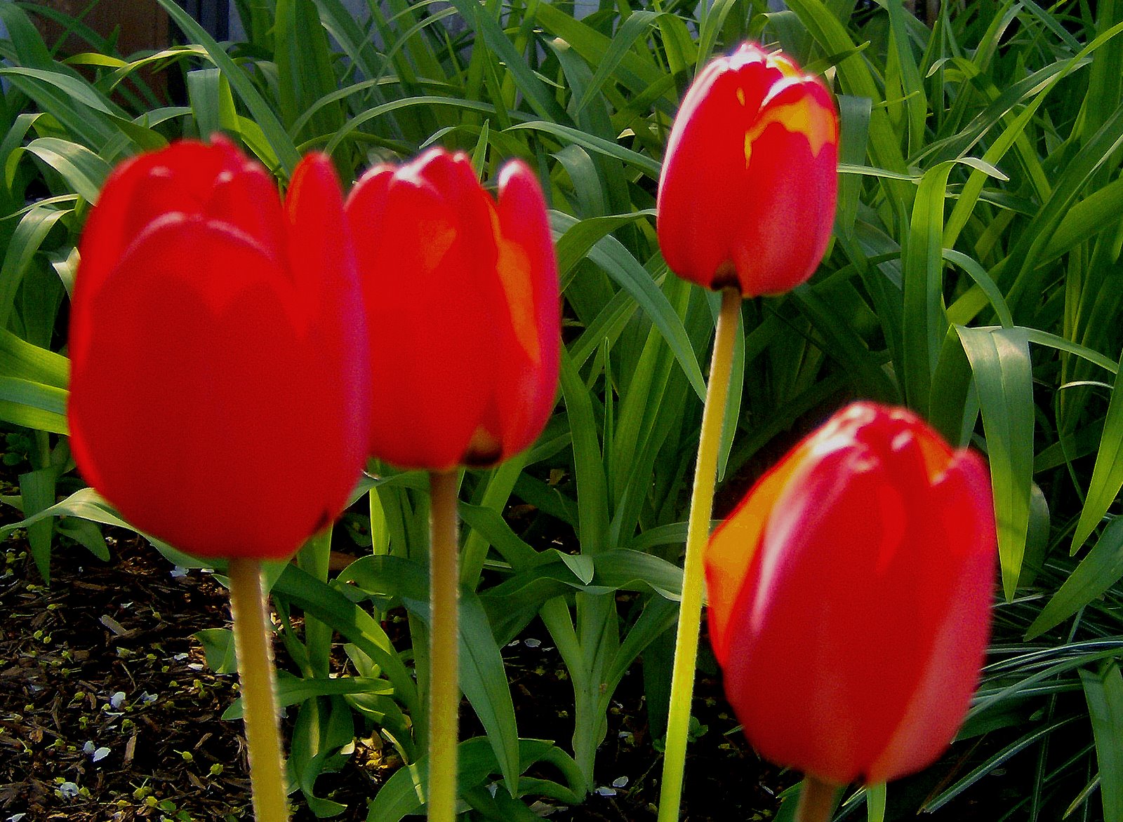 [Red+Tulips.jpg]