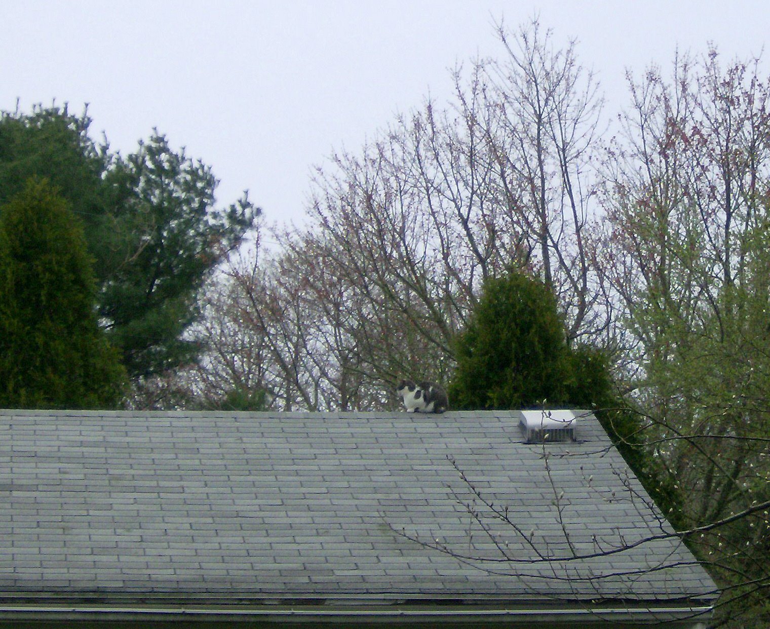 [Cat+on+the+Roof.jpg]