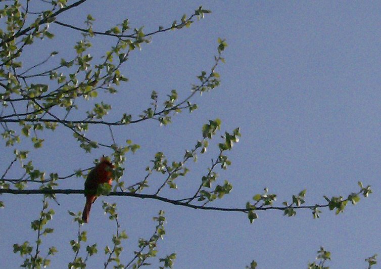 [Cardinal+Sings+the+Morning.jpg]