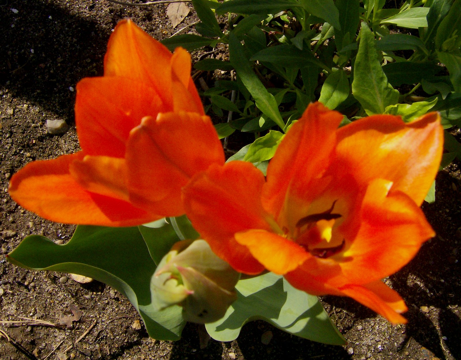 [Orange+Tulips.jpg]