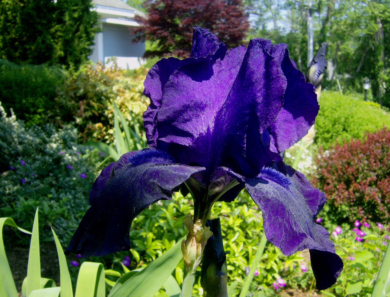 [Purple+Iris+King.jpg]