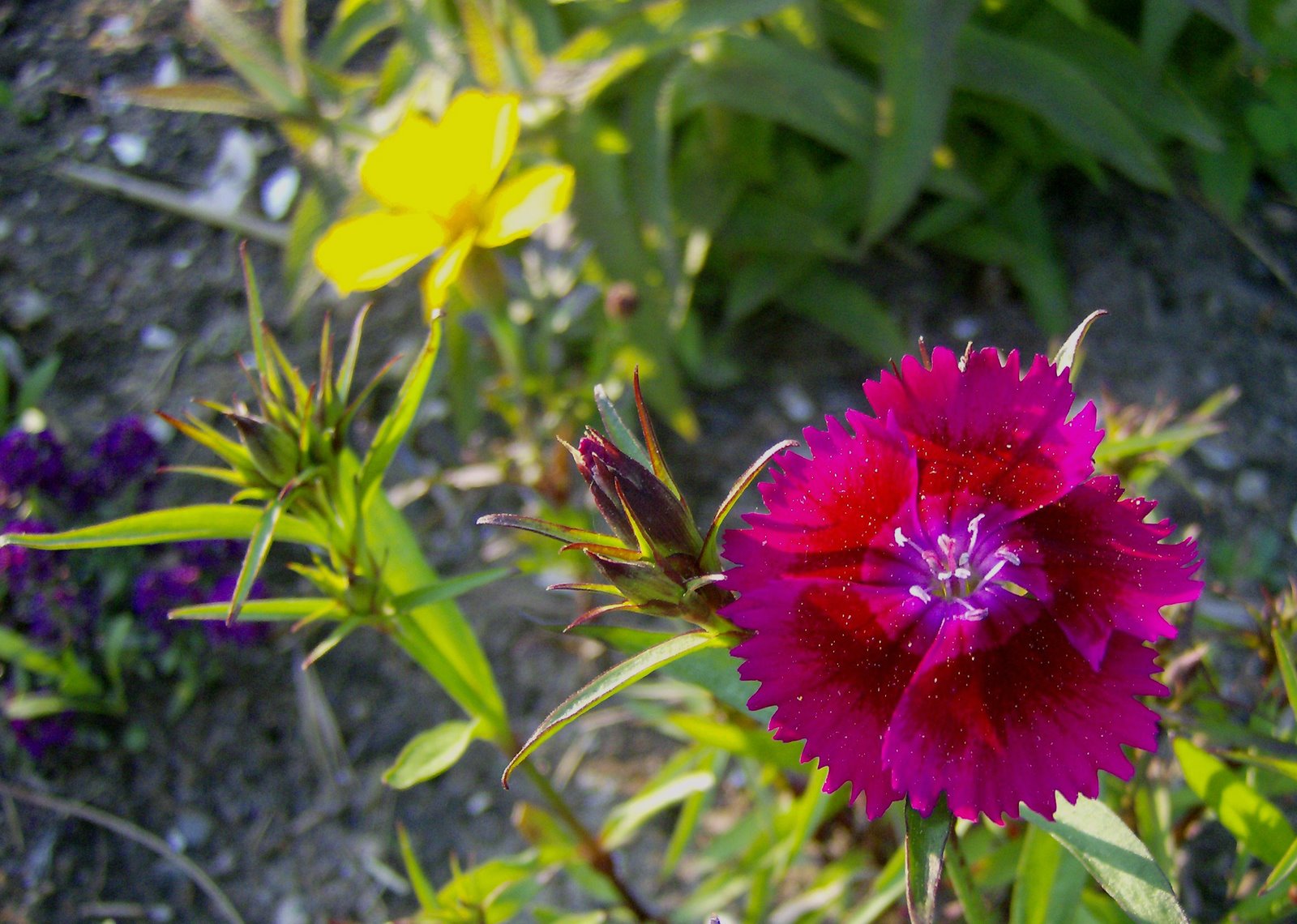 [Dianthus+with+Marigold+and+Allyssum.jpg]