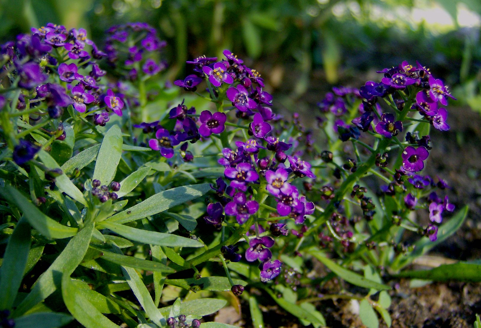 [Purple+Allyssum.jpg]