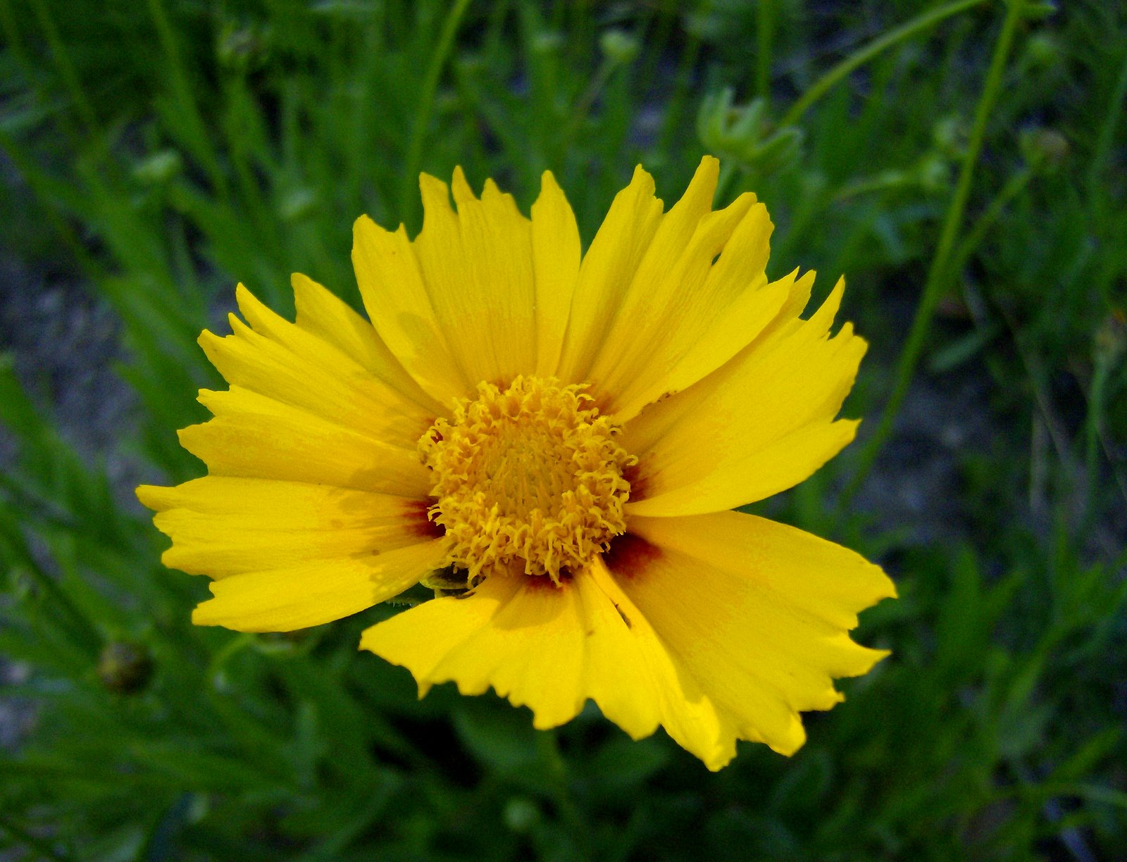 [Coreopsis+with+red.jpg]