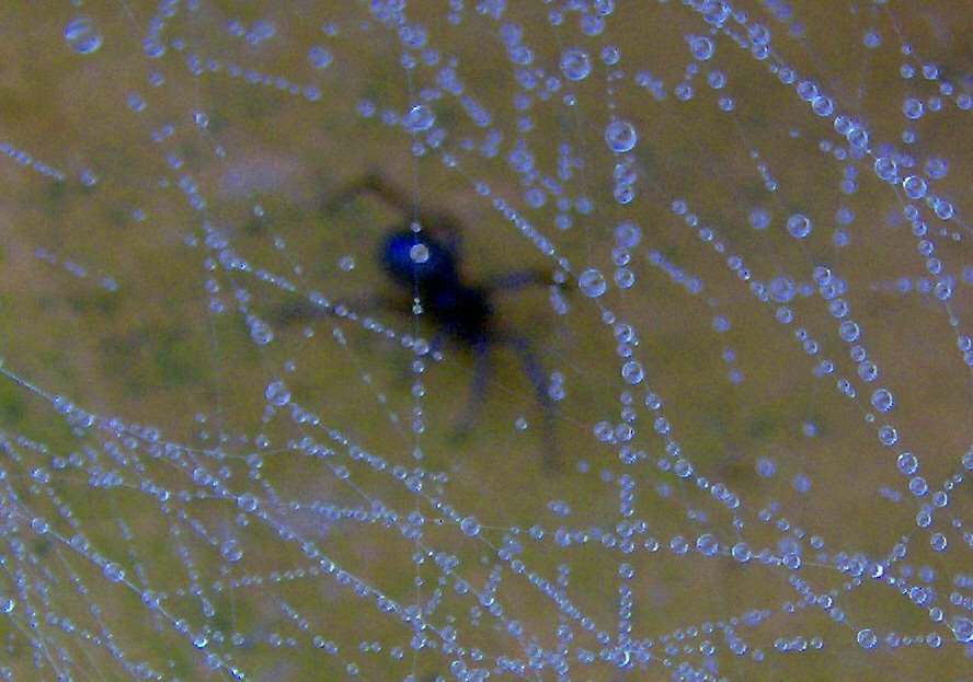[Spider+Web+Droplets.jpg]