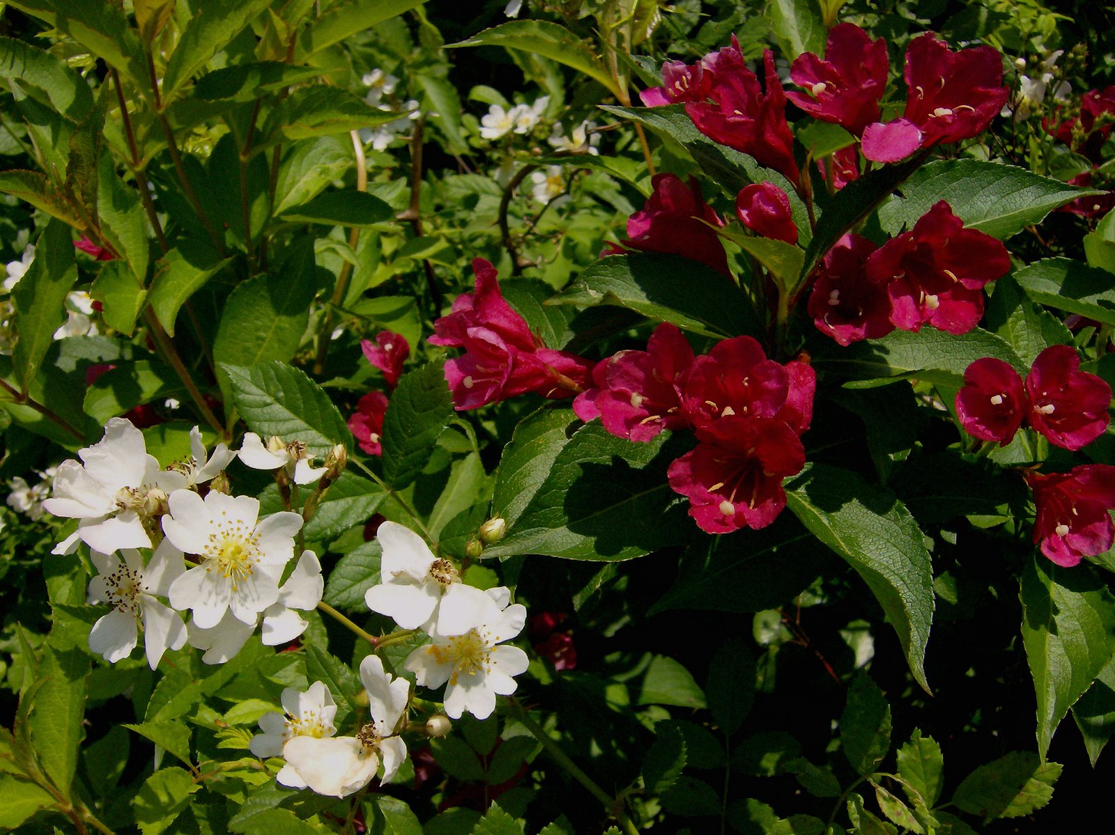 [White+Roses+and+Weigela.jpg]