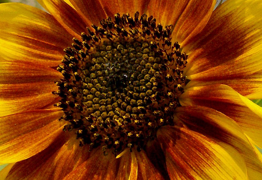[Sunflower+close+up.jpg]
