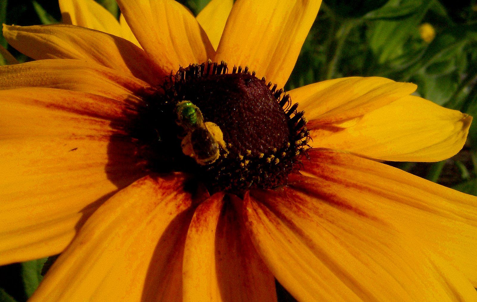 [Green+Head+pollinator.jpg]