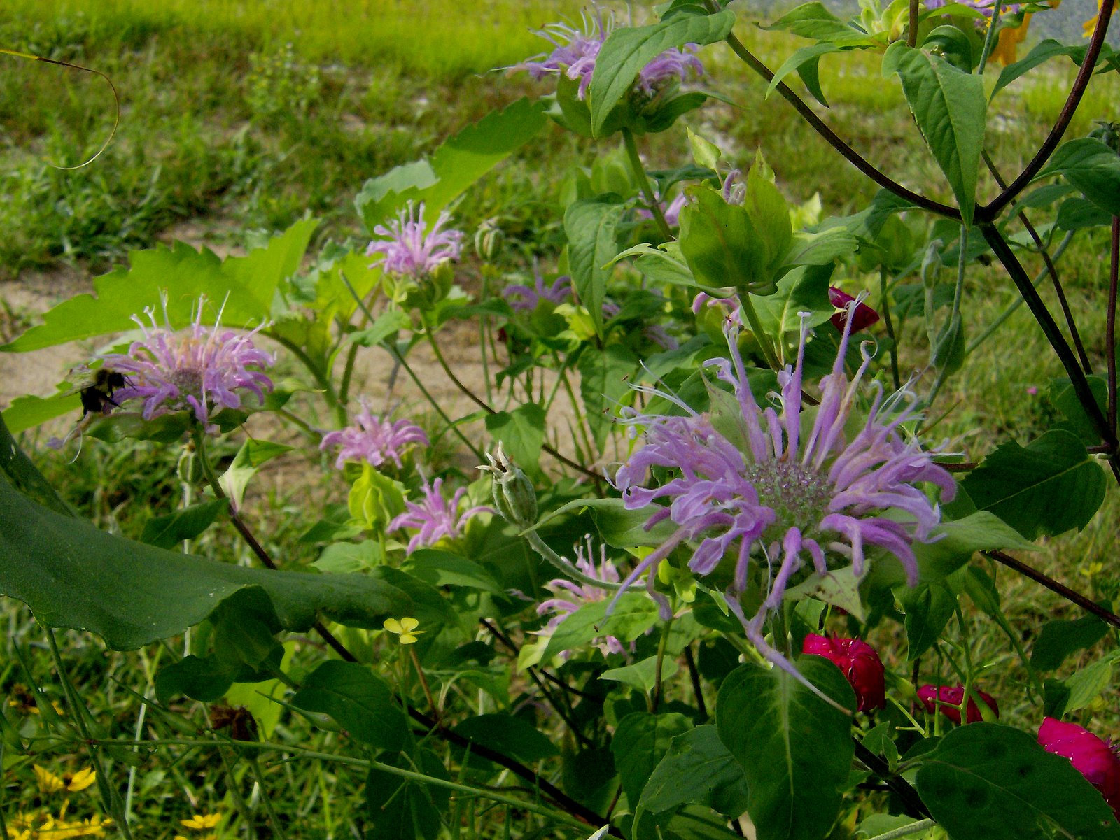 [Lav+Beebalm+with+bee+and+lychnis.jpg]