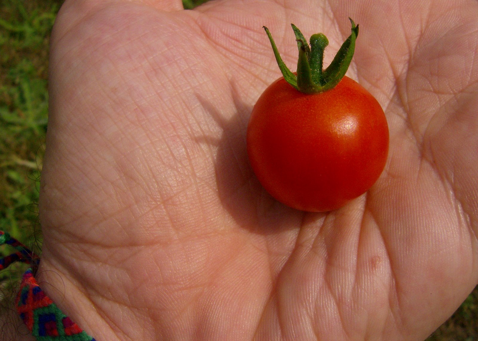 [First+Cherry+Tomato.jpg]