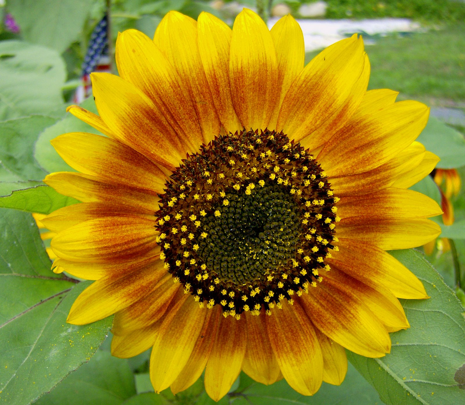 [New+Sunflower.jpg]