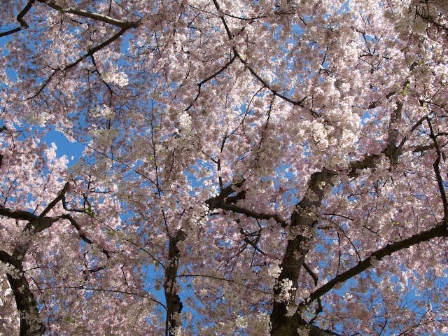 [CherryBlossoms.jpg]