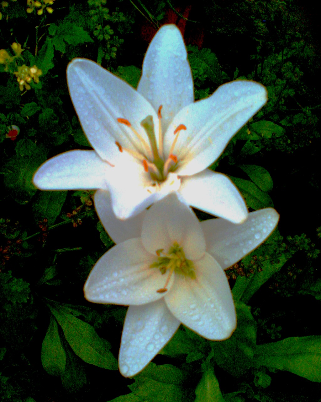 [White+lilies.jpg]