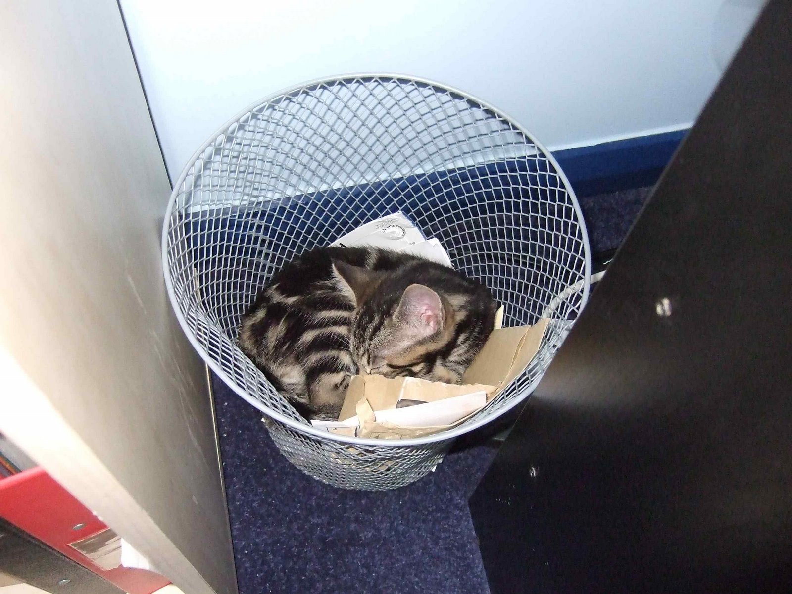 [kitten+basket.jpg]