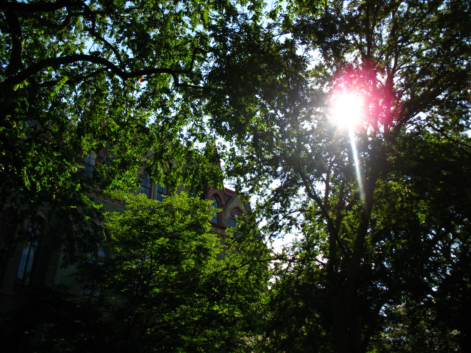 [penn+campus+sun+shining+through+trees.jpg]