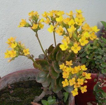[small+yellow+flowers.JPG]